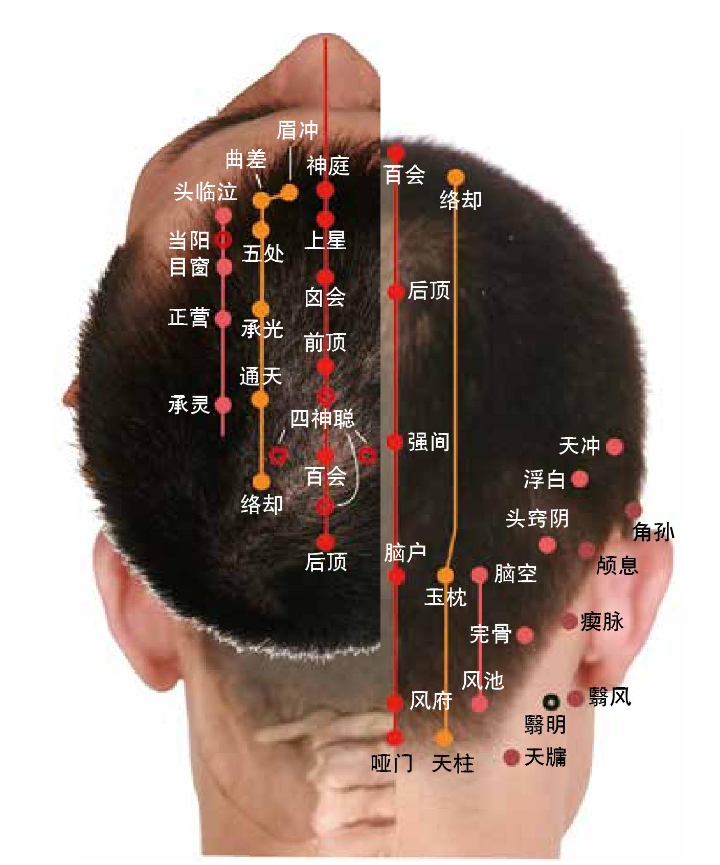图3 头顶、头后部穴位