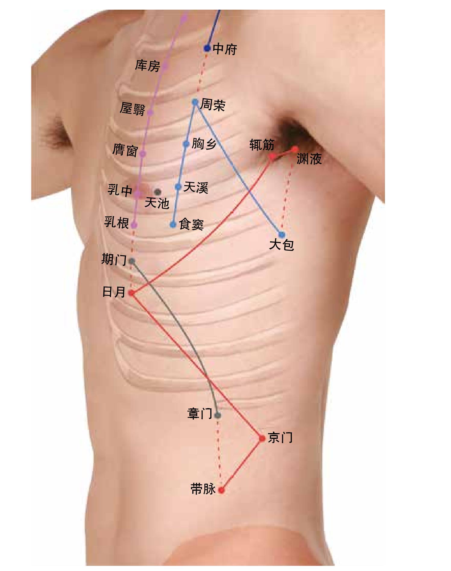 图8 胸腹侧部穴位