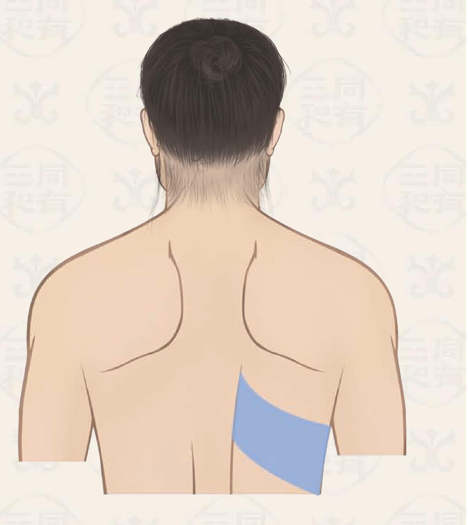 足陽明經(jīng)筋系統(tǒng)