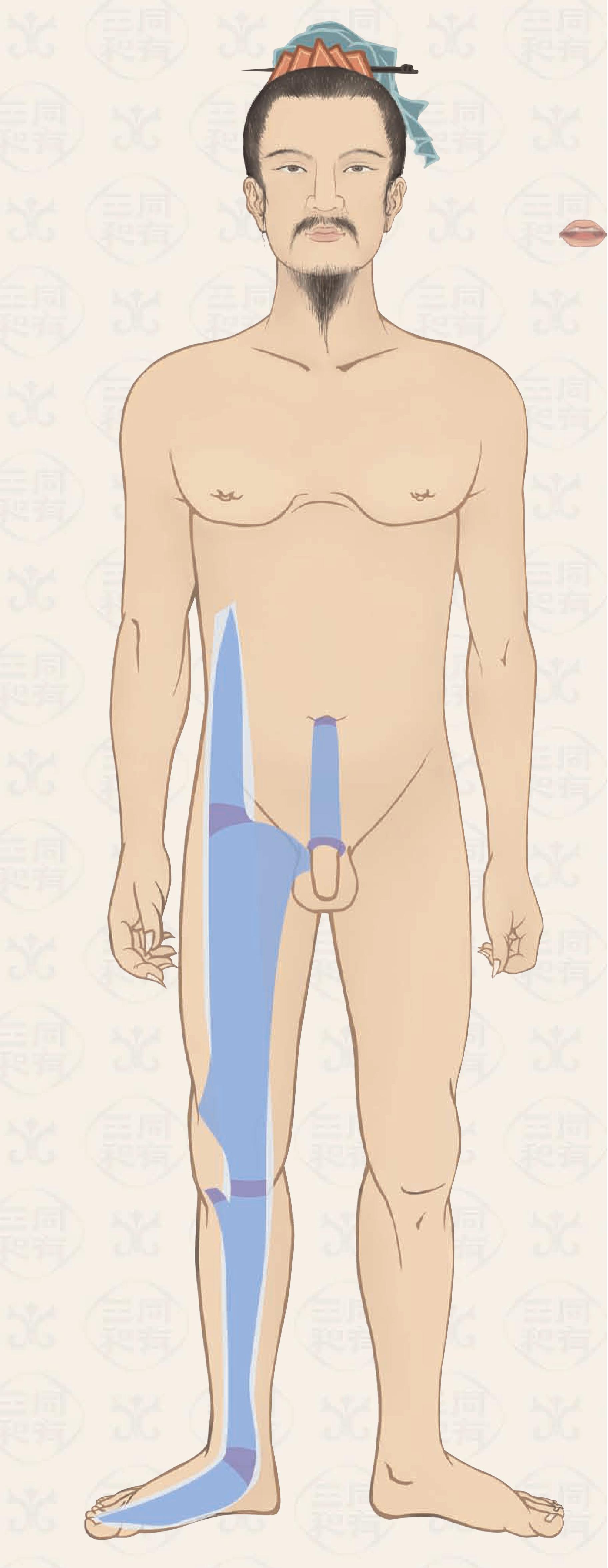 足太陰經(jīng)筋系統(tǒng)