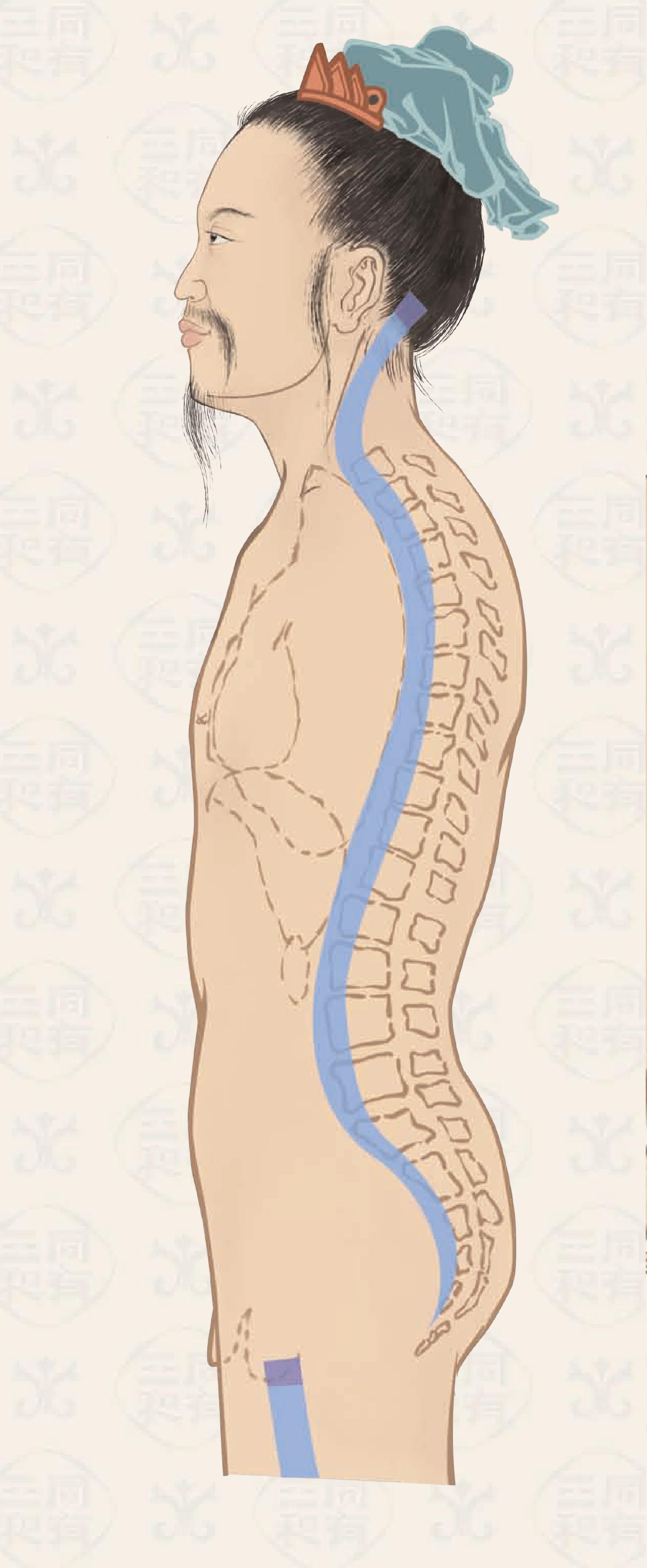 足少陰經(jīng)筋系統(tǒng)