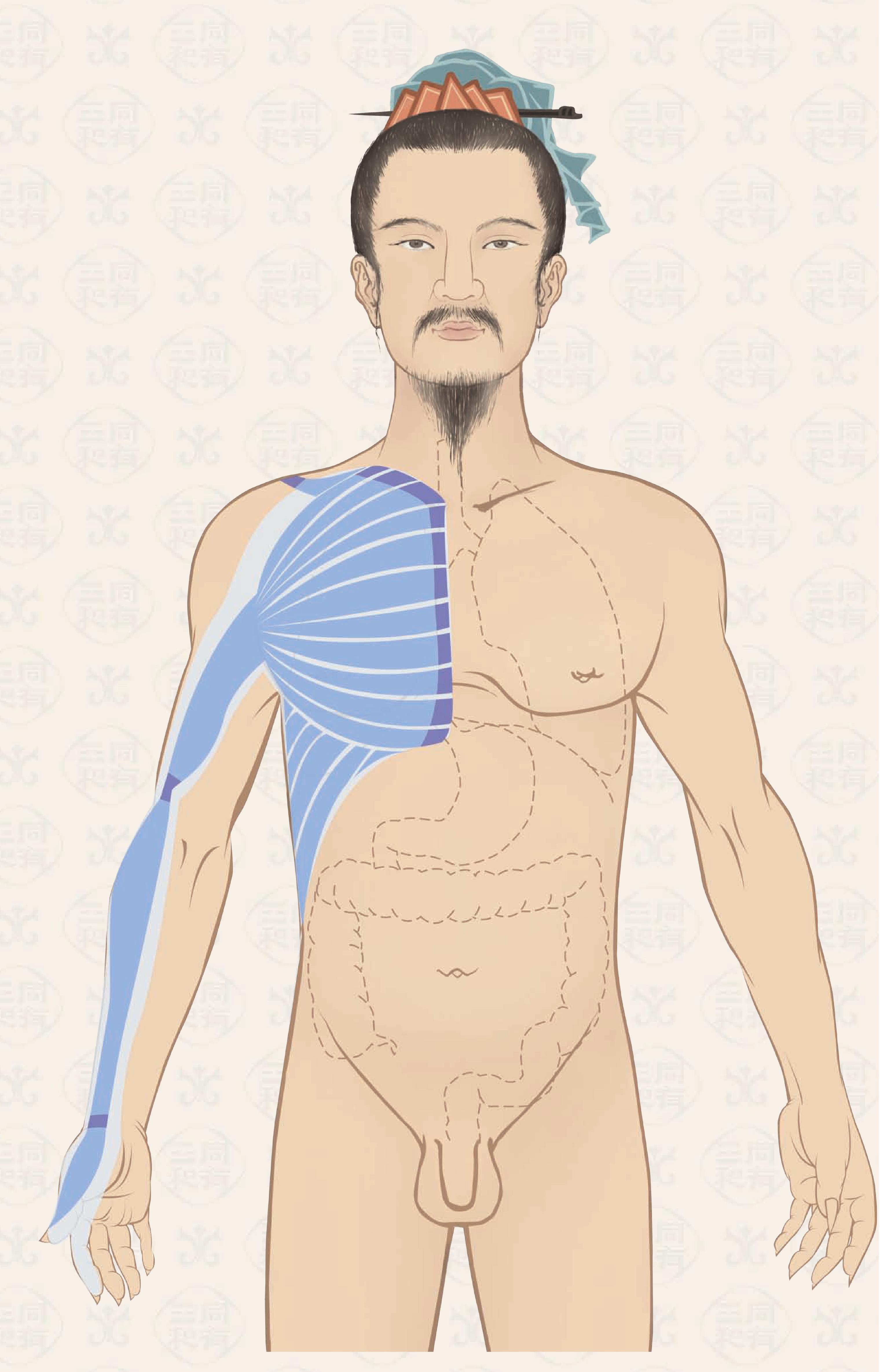 手太陰經(jīng)筋系統(tǒng)