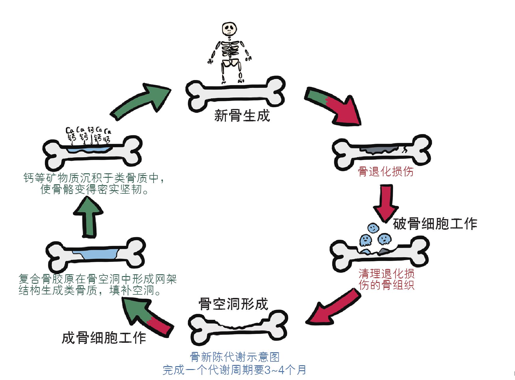 (一)鈣的吸收與代謝
