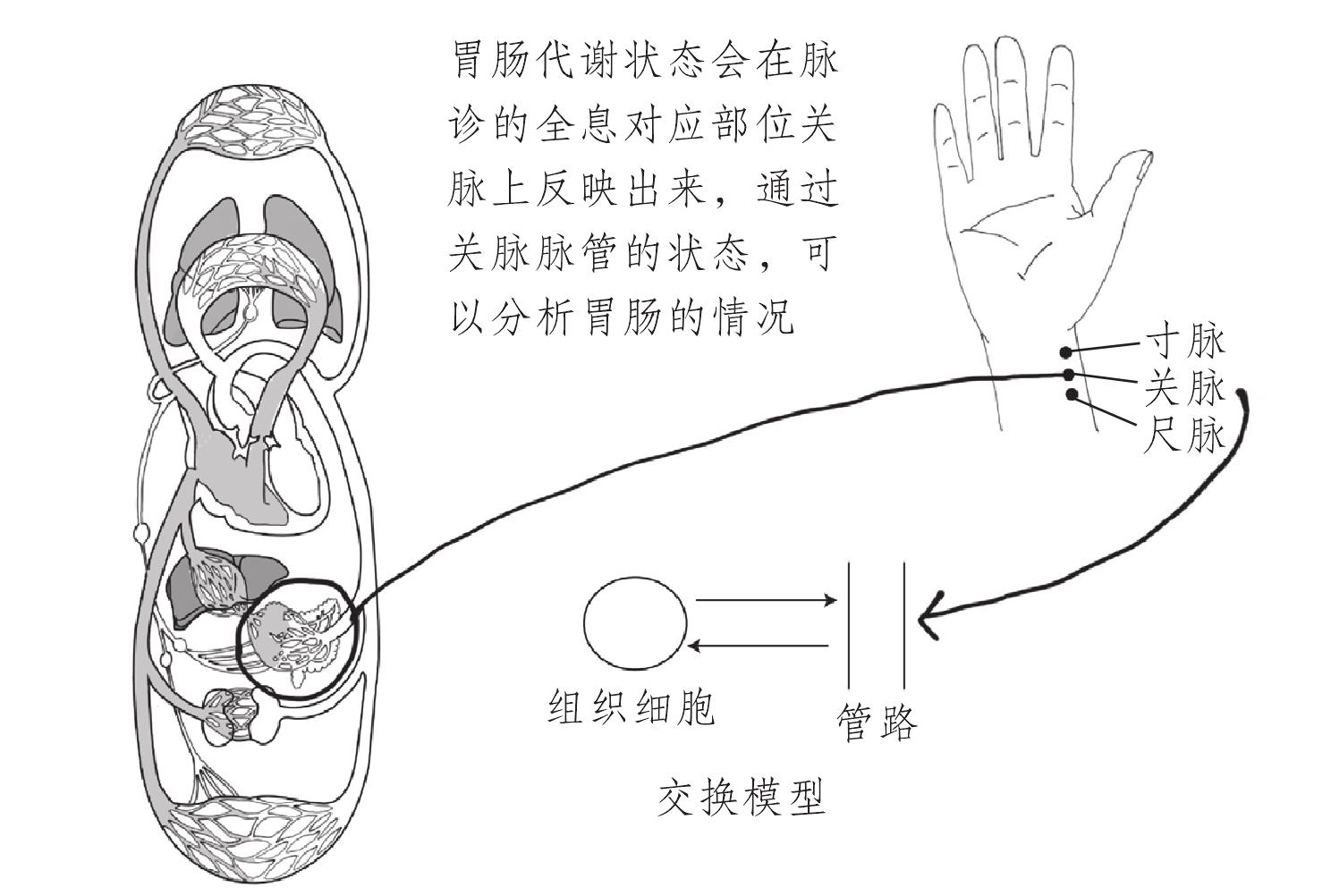 如何理解和分析脈象
