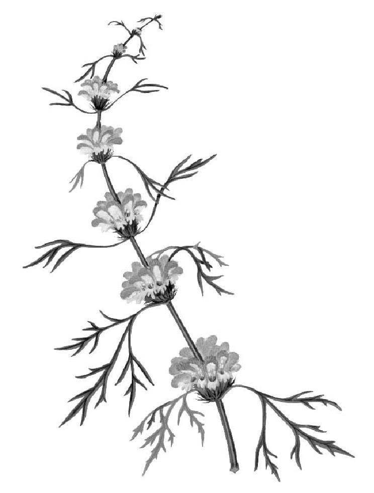 18.視網(wǎng)膜出血
