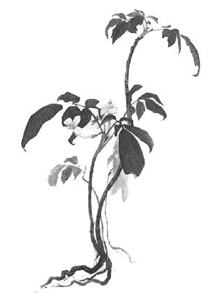 47.急性扁桃體炎