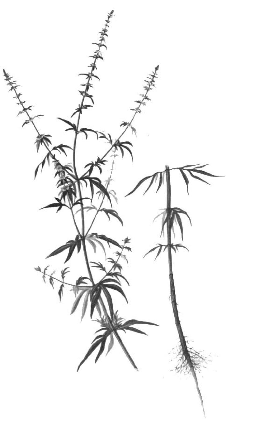 27.上呼吸道感染