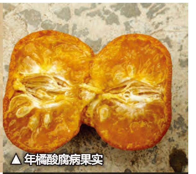 柑橘酸腐病