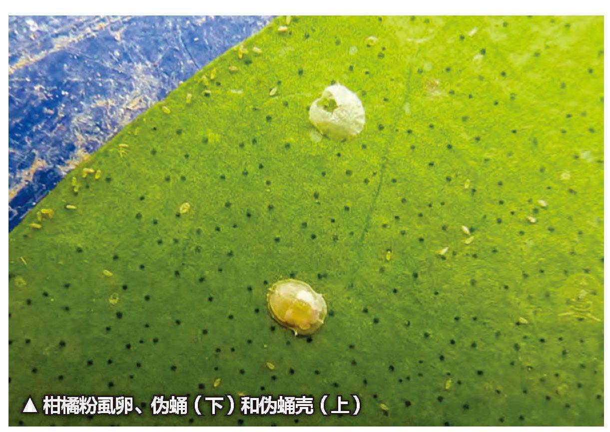 柑橘粉虱