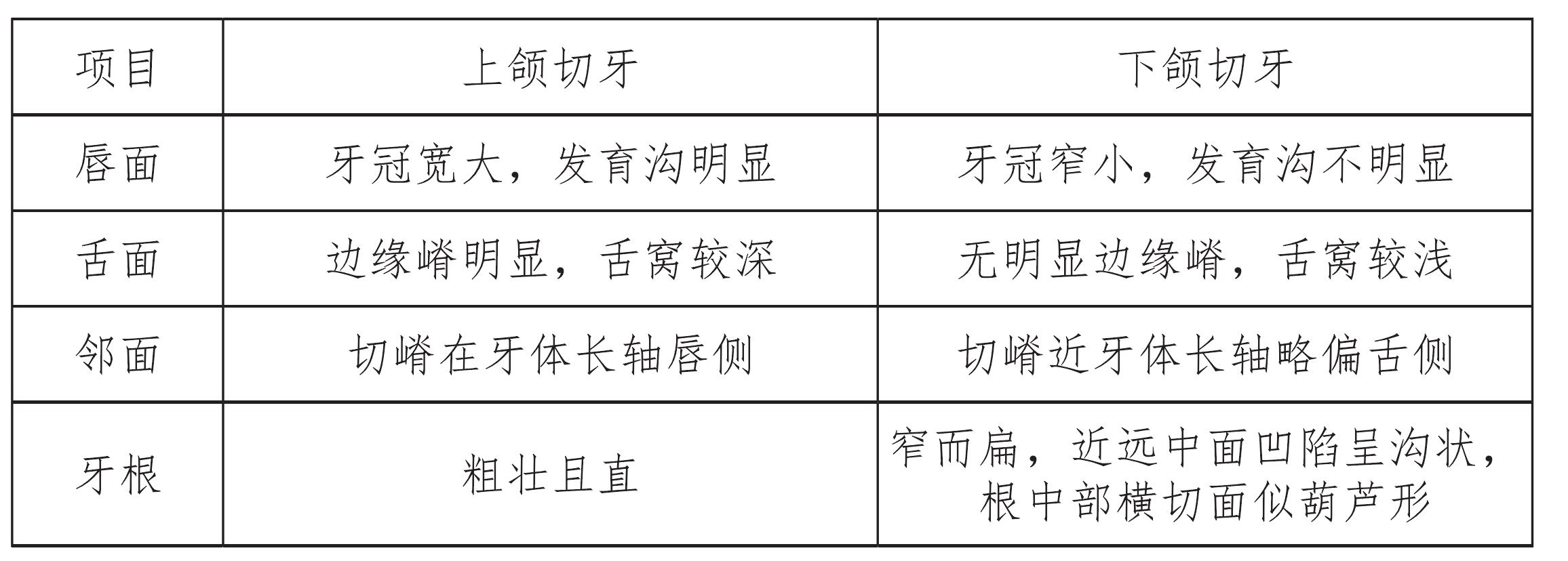 (四)下頜側切牙