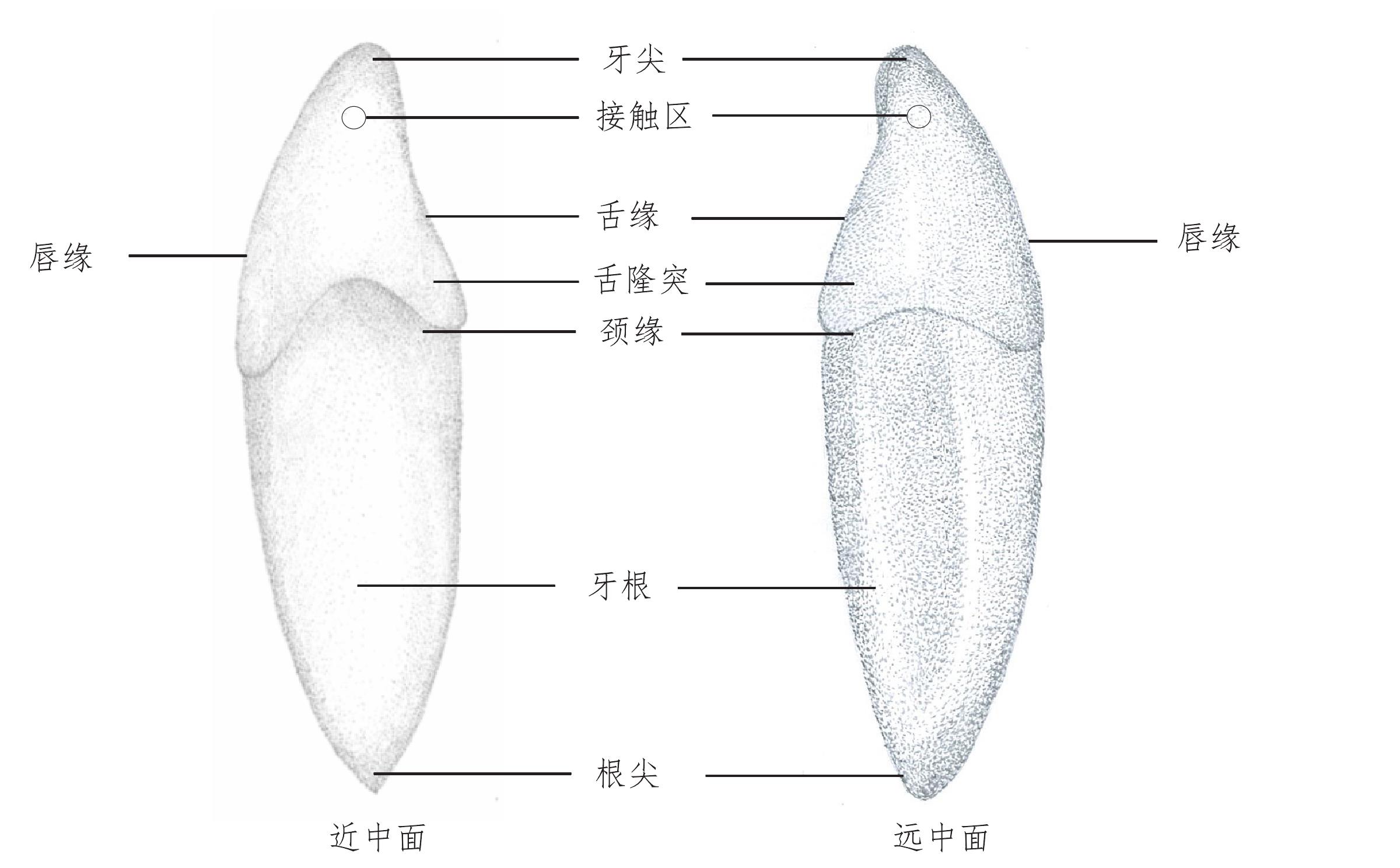 (二)下頜尖牙
