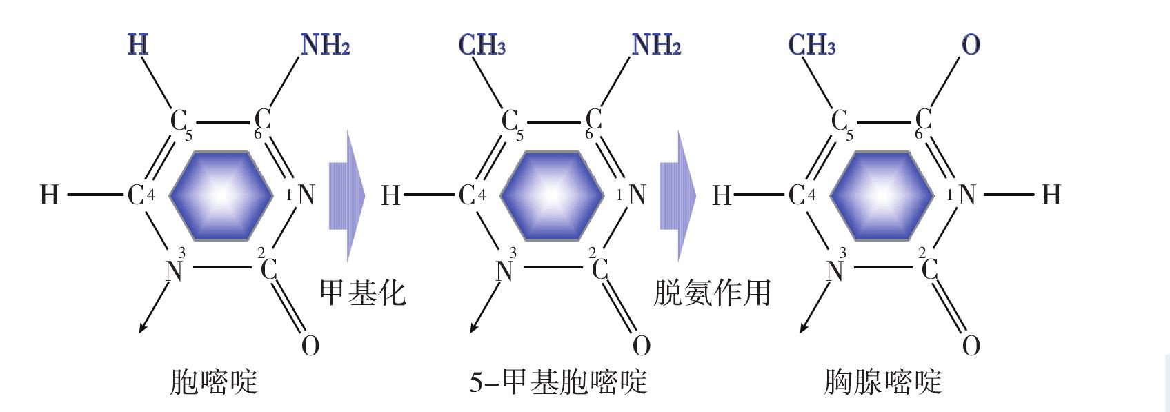 基因變異率