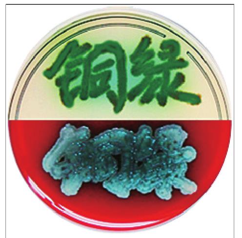 五种产色素细菌的色素特征