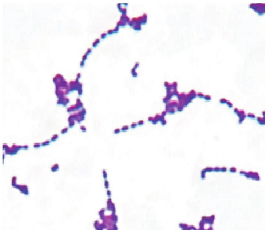 革兰阳性球菌与念珠菌和新型隐球菌菌体形态区别