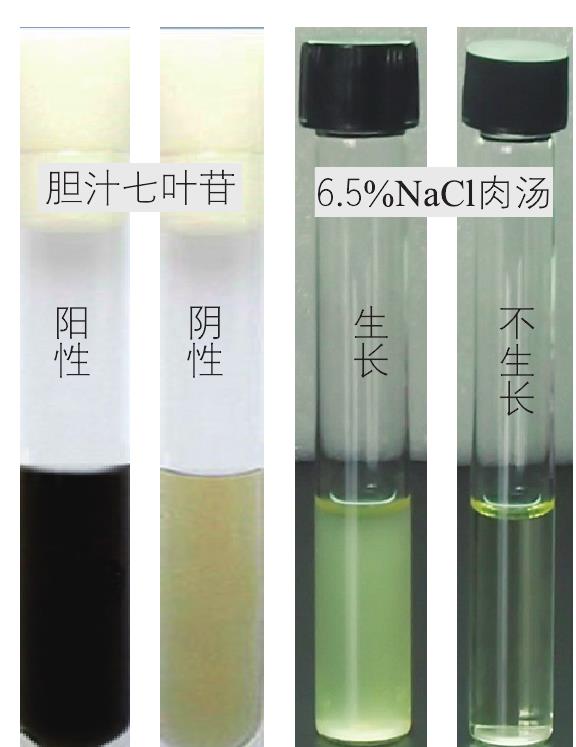 解沒食子酸鏈球菌解沒食子酸亞種鑒定