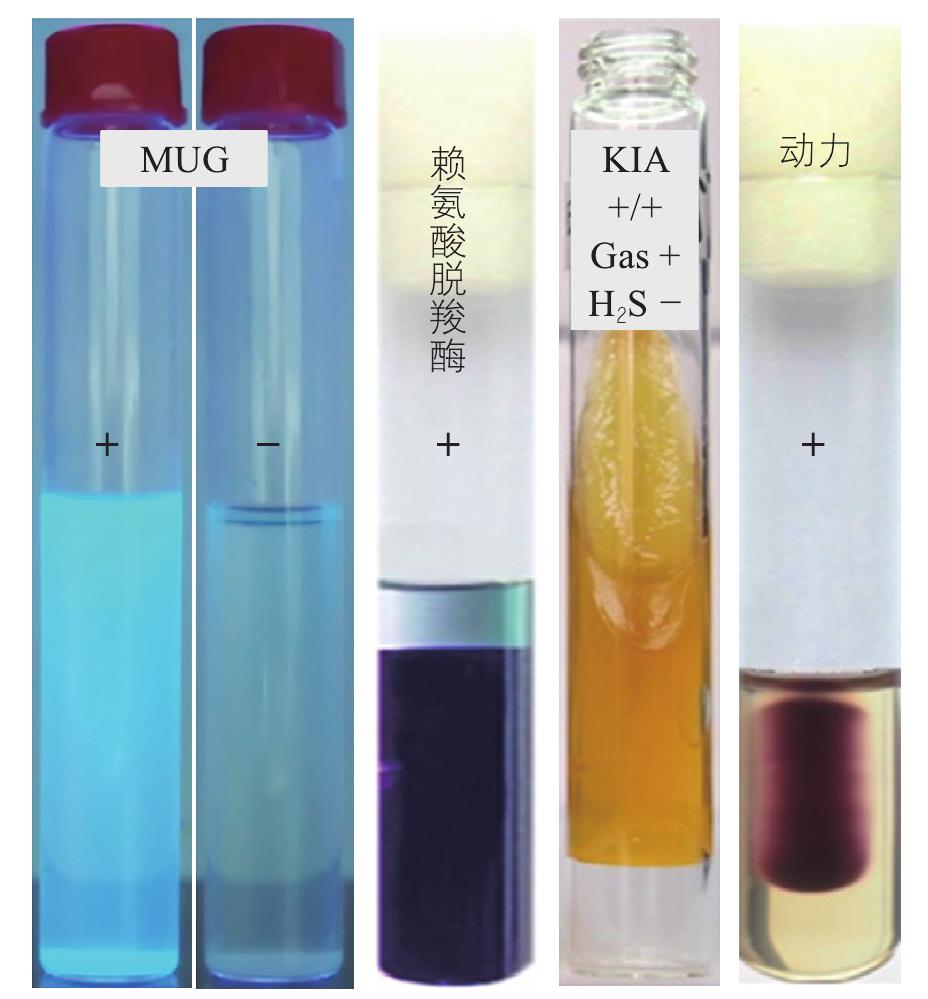 腸致病性大腸埃希菌生化鑒定