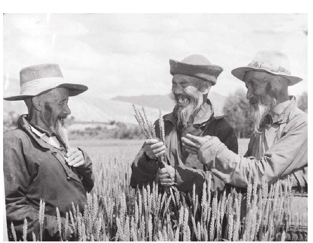 互助县红小麦选育及推广过程