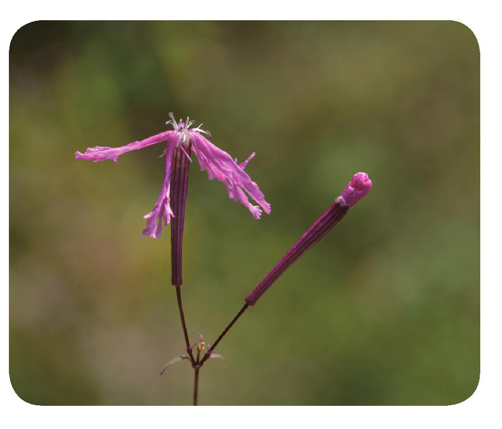 鹤草