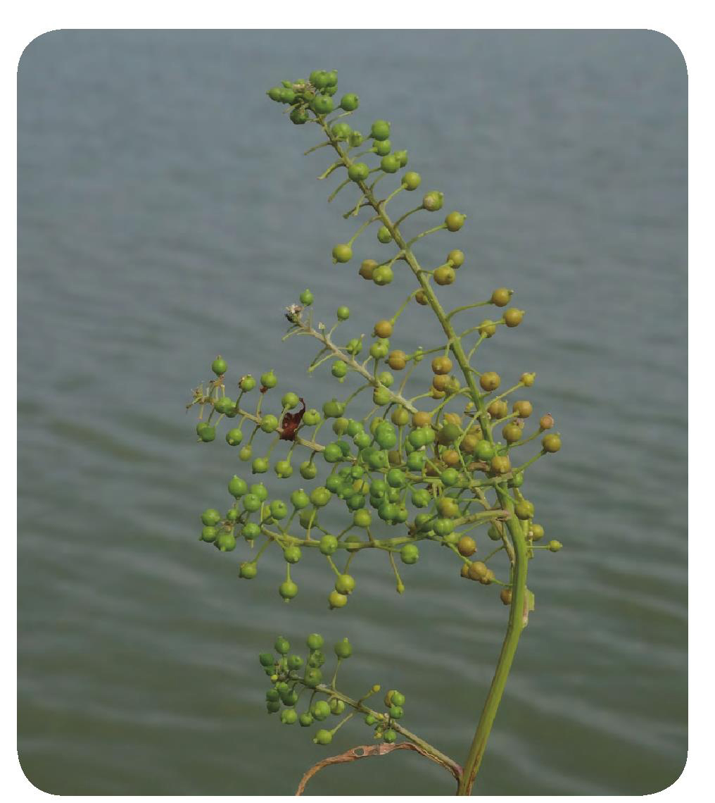 风花菜(球果蔊菜)