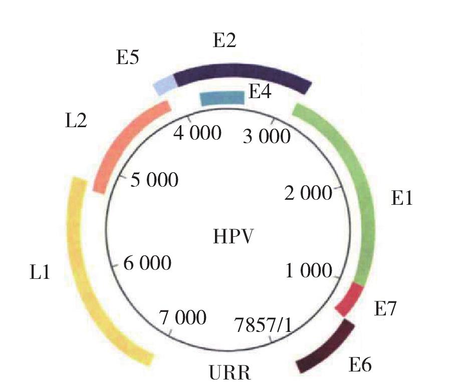 2.2 HPV的基因结构