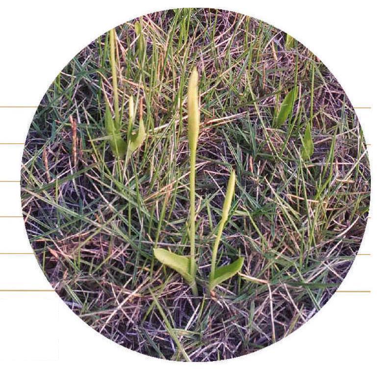 瓶爾小草