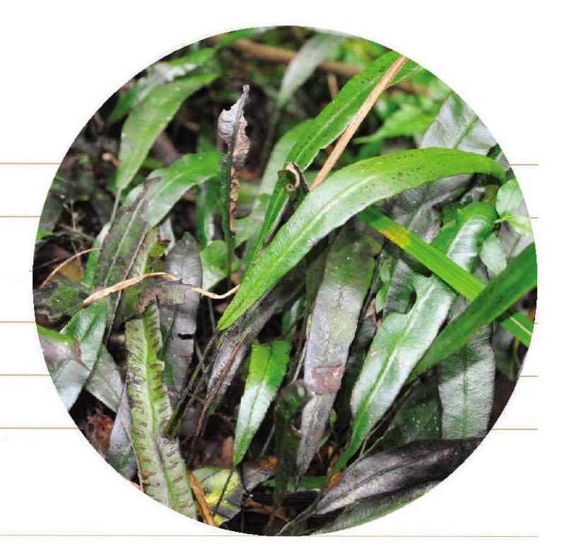 單葉對(duì)囊蕨