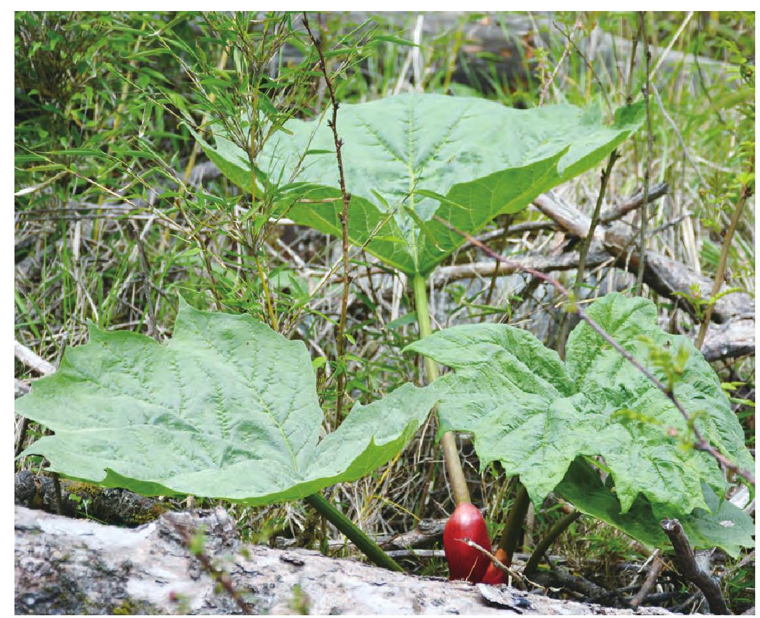 药用大黄