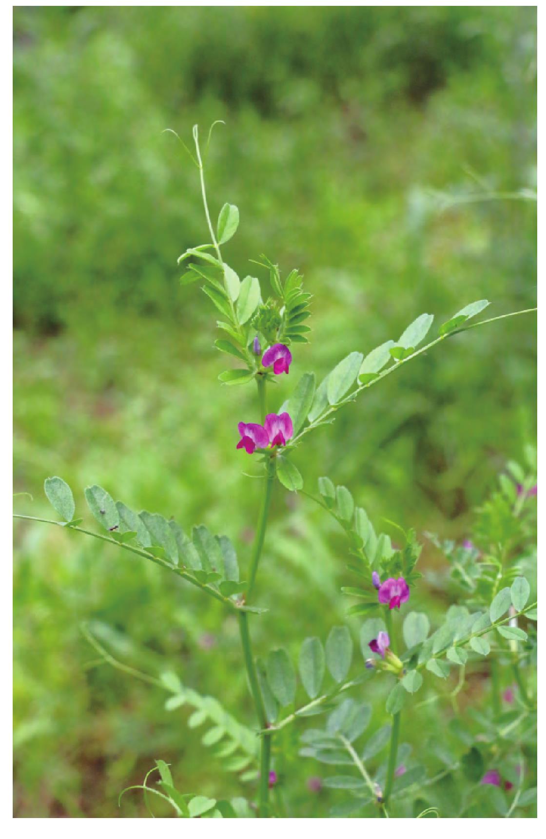 救荒野豌豆