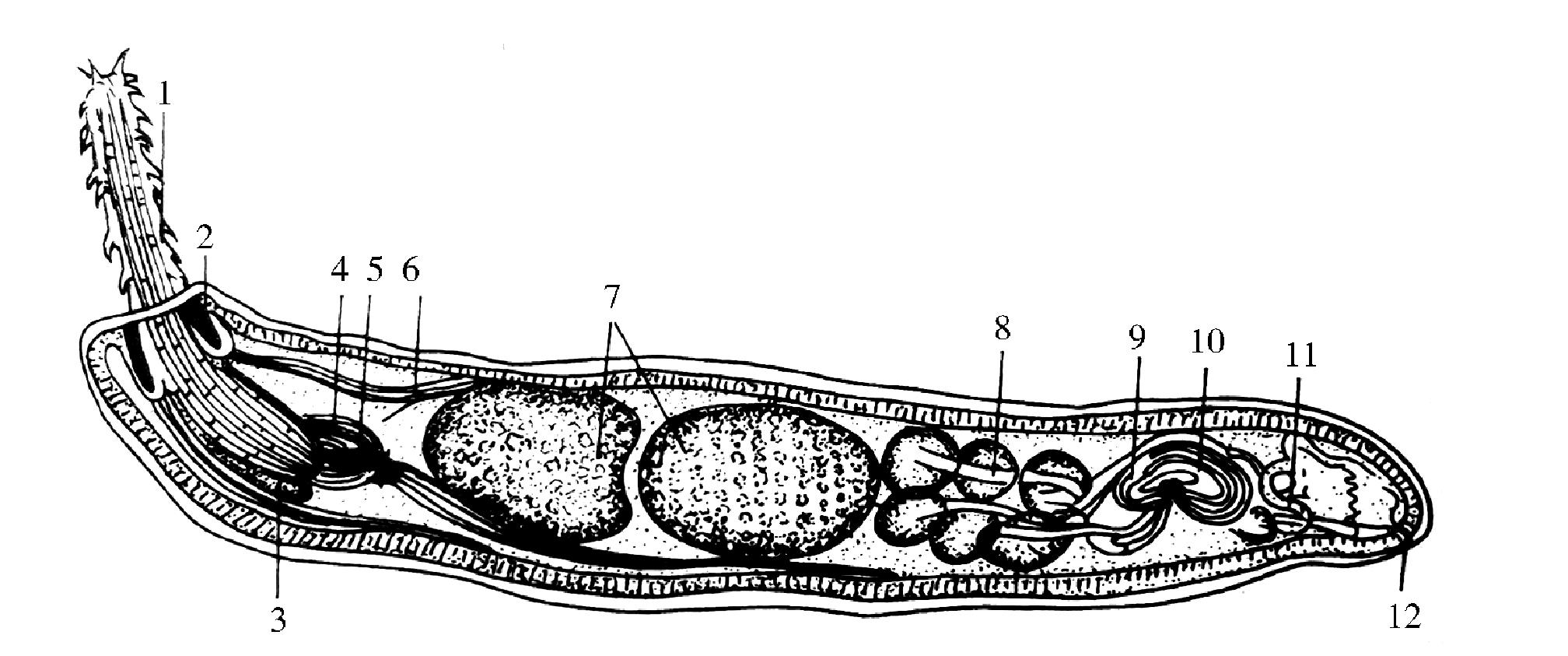 19.棘头虫病