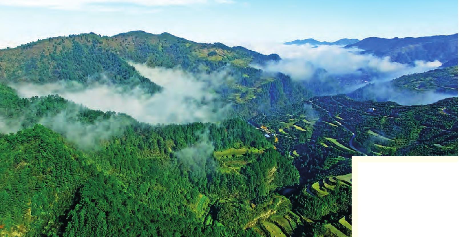 驱除风邪 天人合一——贵州雷山 苗医药