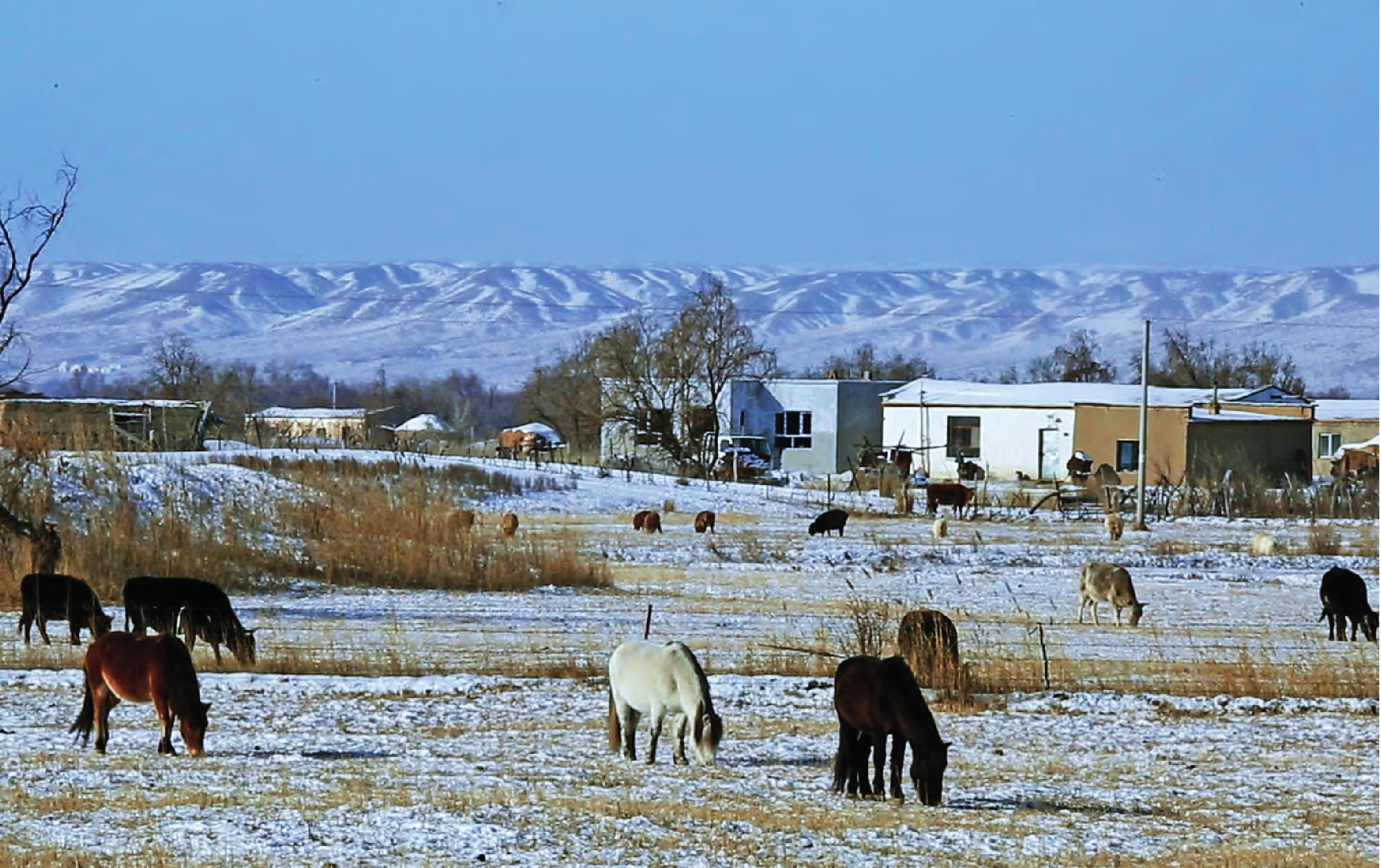 千年迁徙 牧人基因——新疆布伦托海 哈萨克族转场