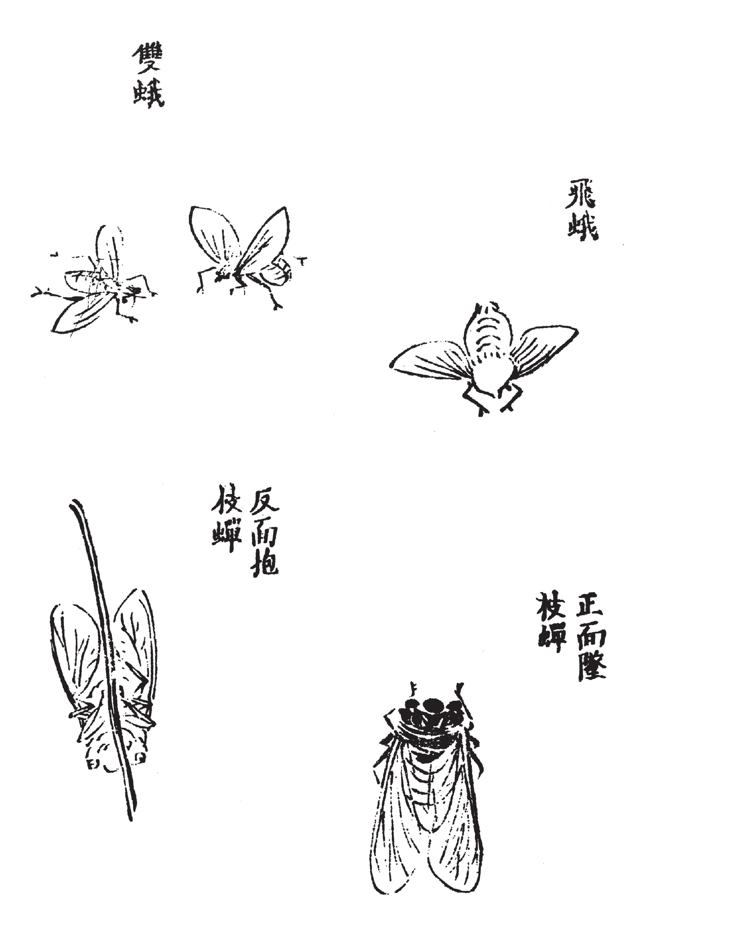 草蟲點綴式二 蜂 蛾 蟬