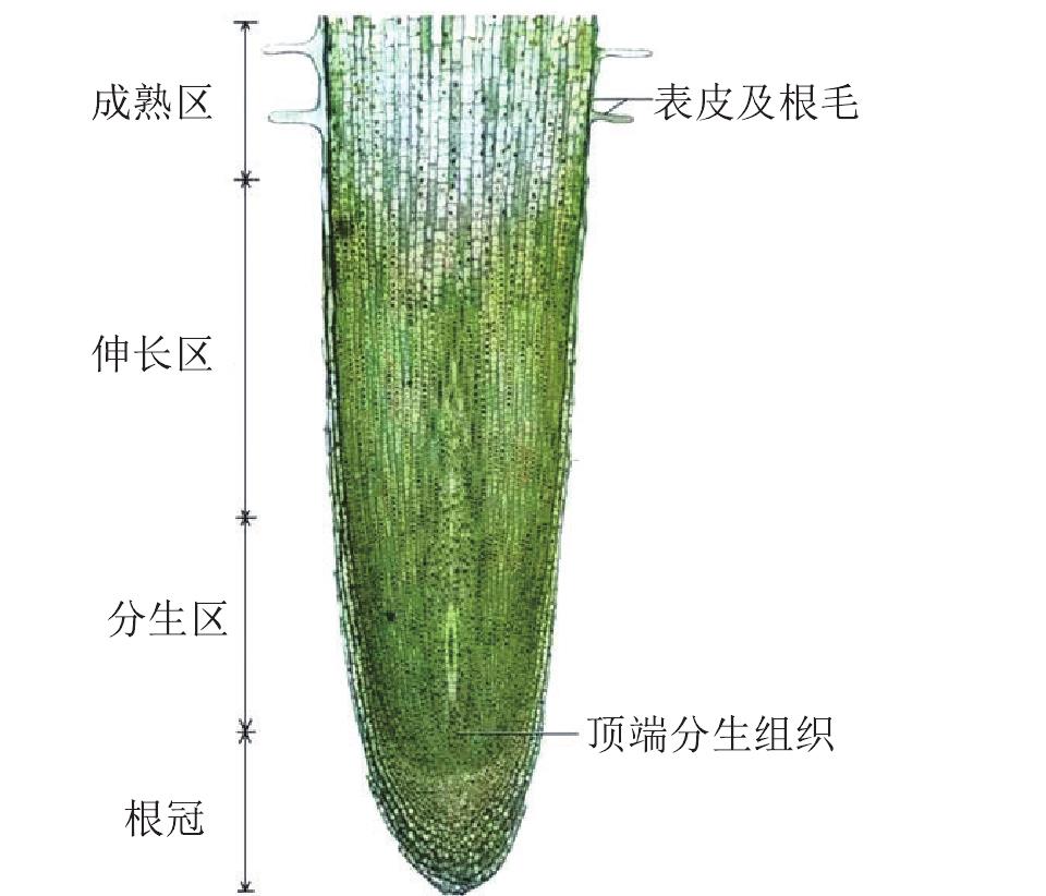 一、根的结构