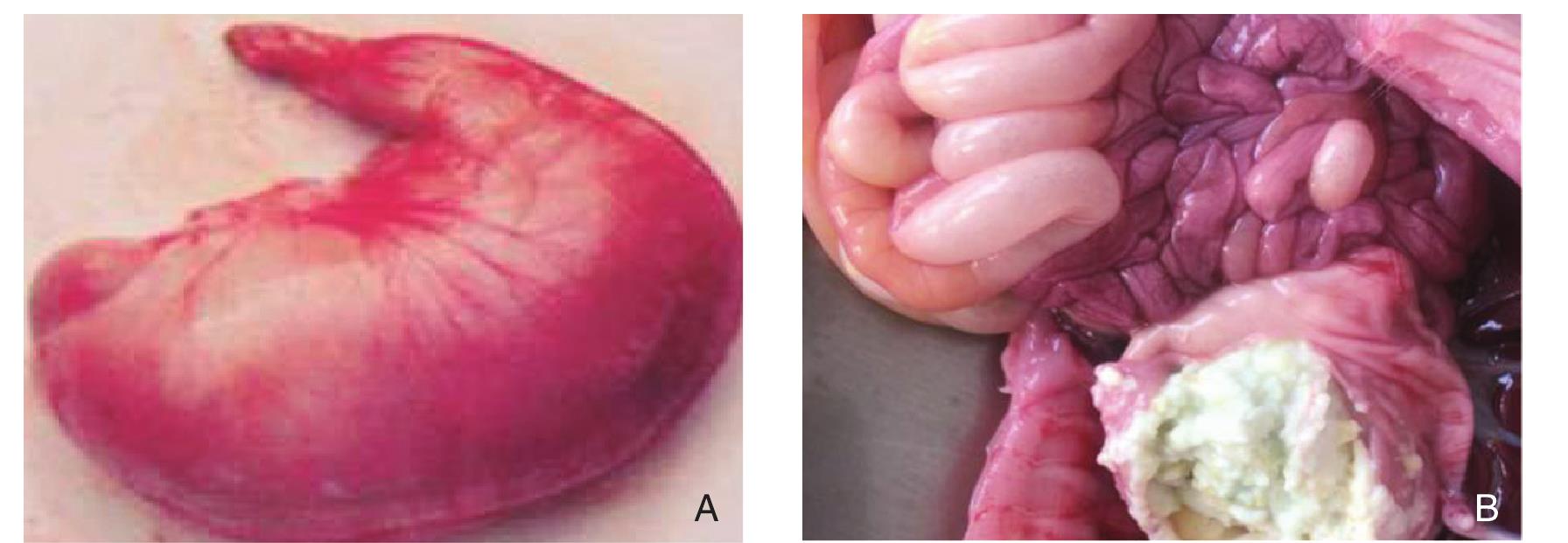 八、猪流行性腹泻