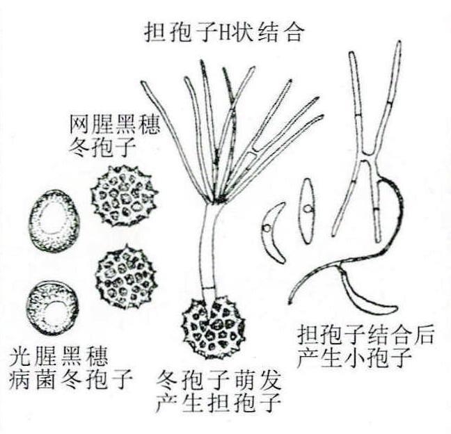 4-40 小麦腥黑穗病