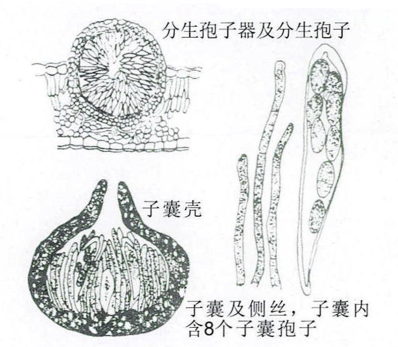 10-21 梨轮纹病病菌