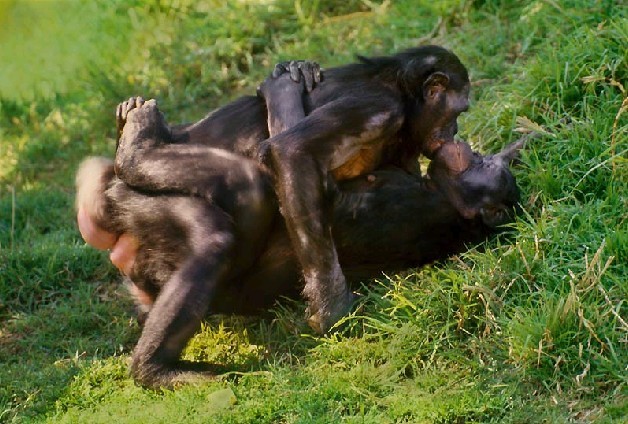 揭秘千奇百怪动物性行为：黑猩猩似人类(图)