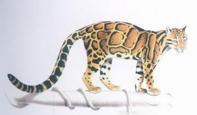 盘点不可不知的已灭绝珍惜动物：台湾云豹(图)