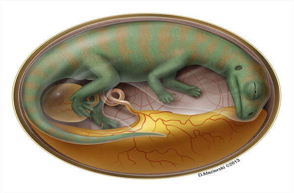 最早的恐龙胚胎化石中惊现有机质遗存