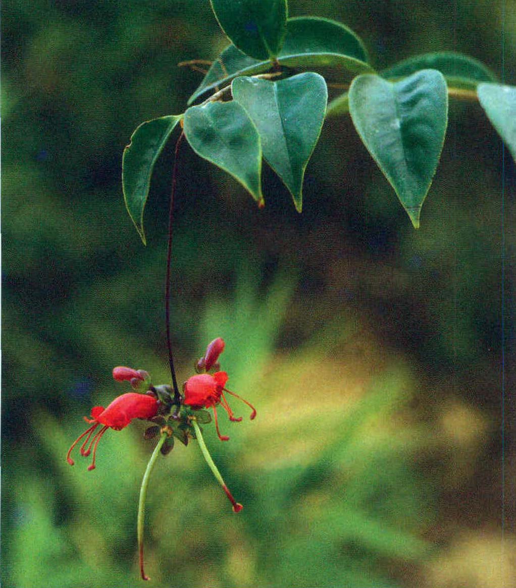 紅花芒毛苣苔