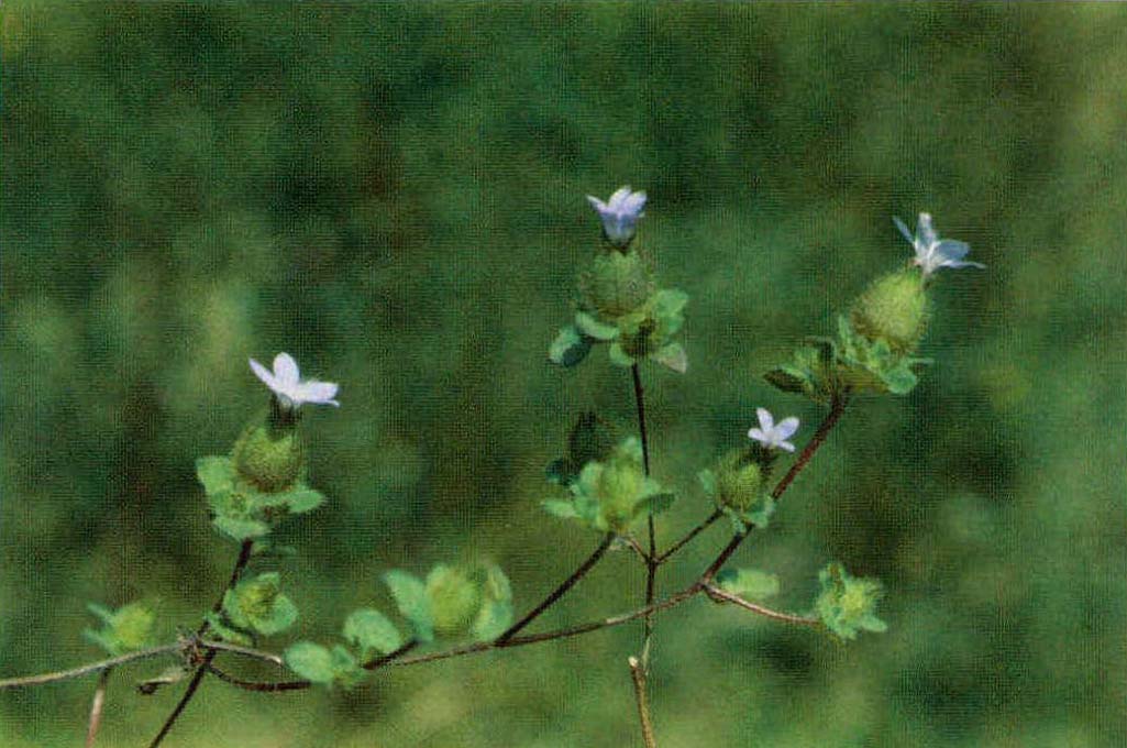 脹萼藍鐘花