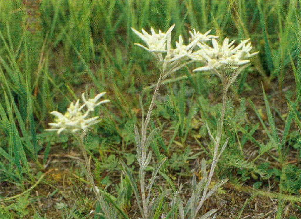 山野火絨草