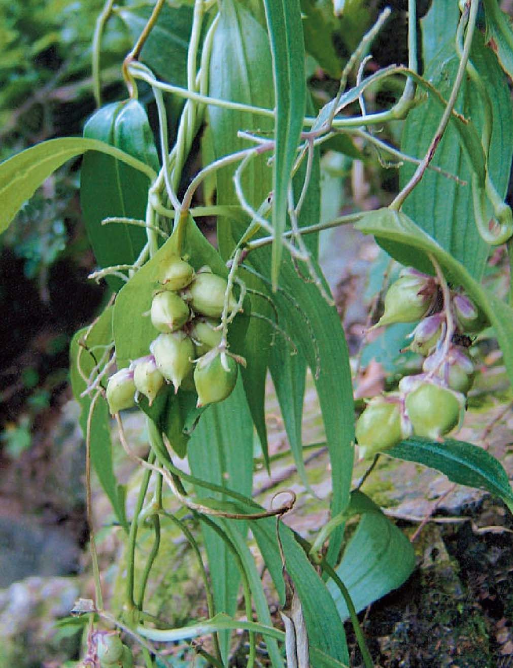 竹叶吉祥草