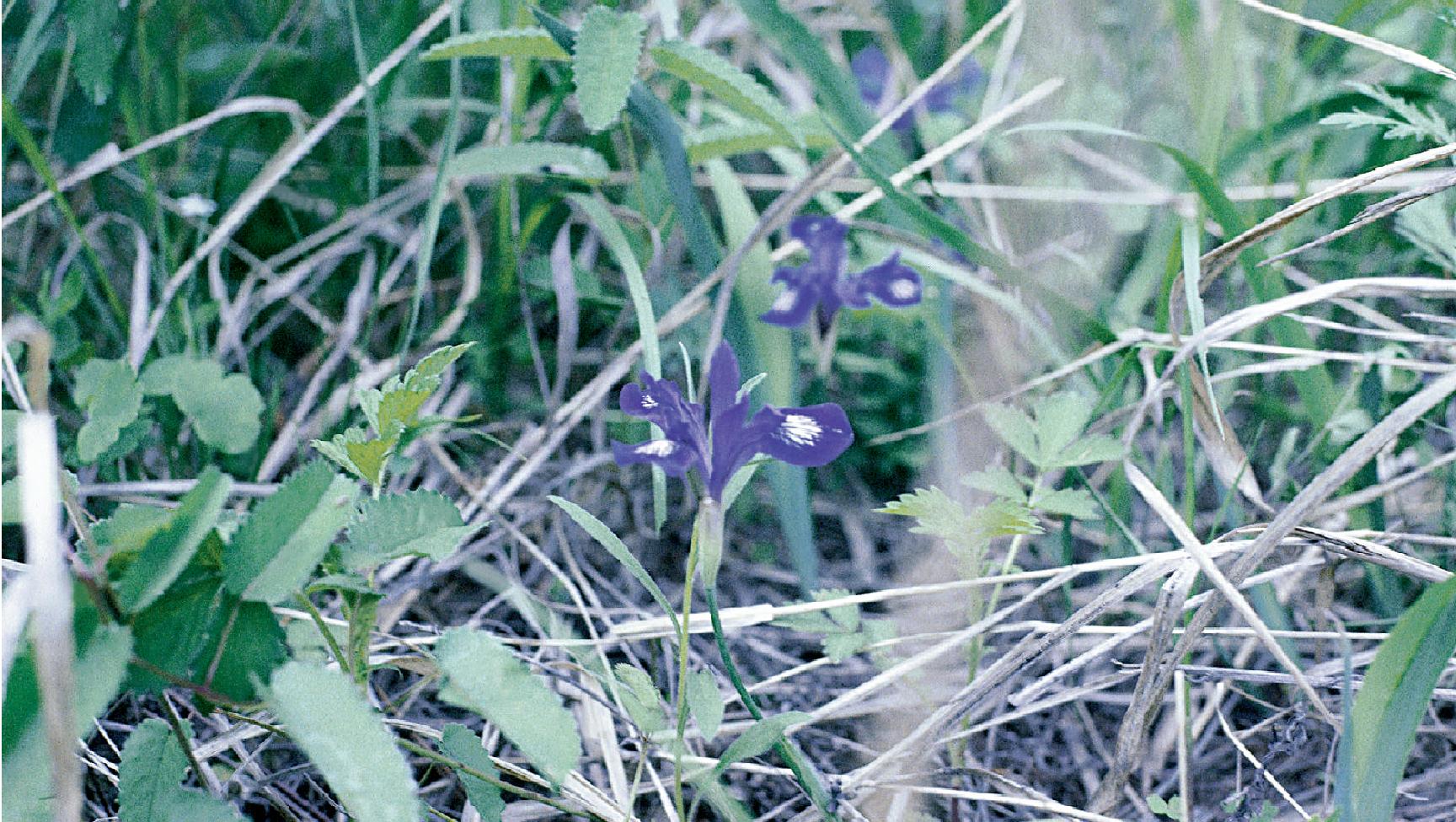 單花鳶尾