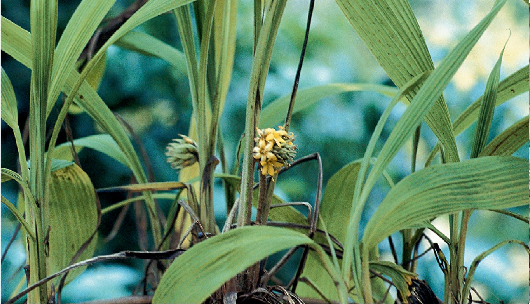 大叶仙茅