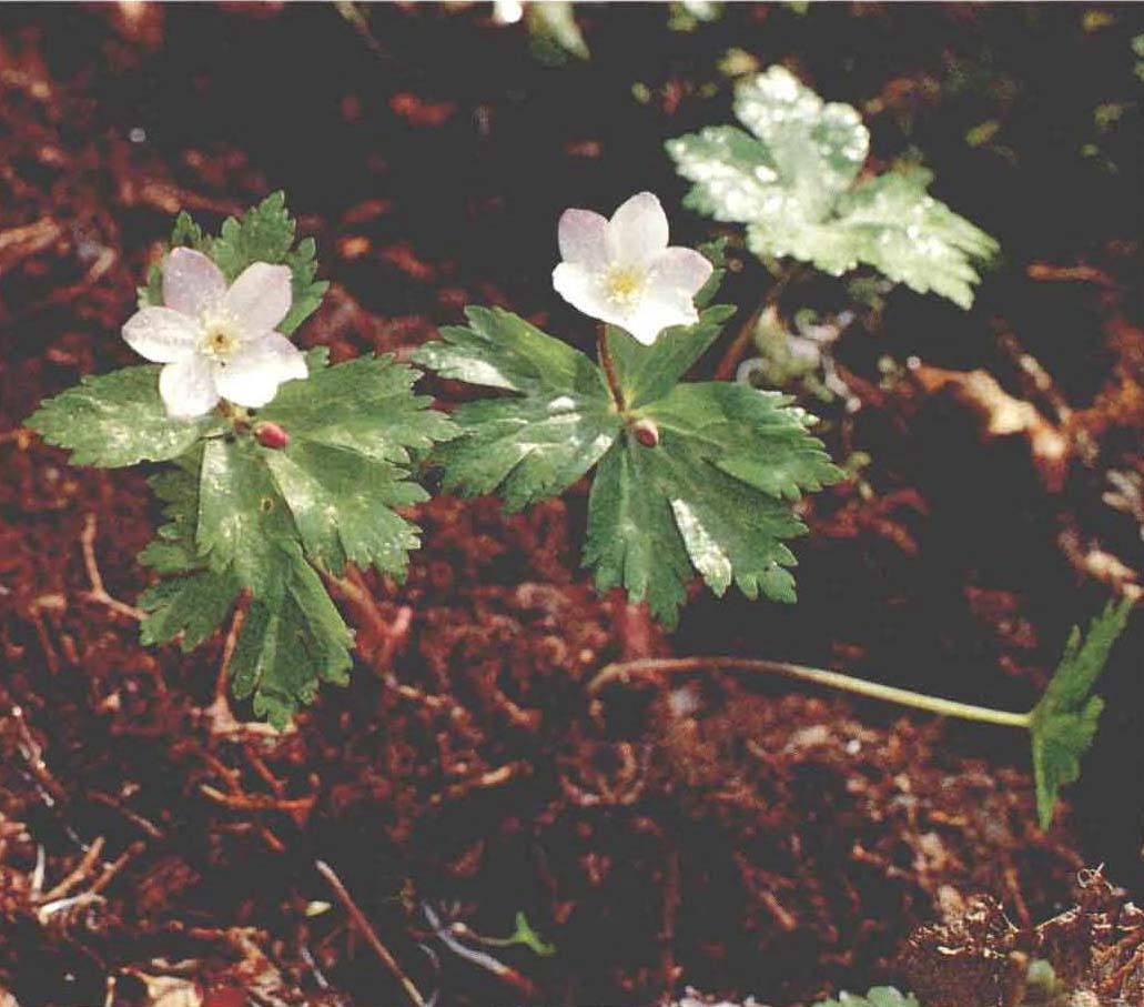 鵝掌草