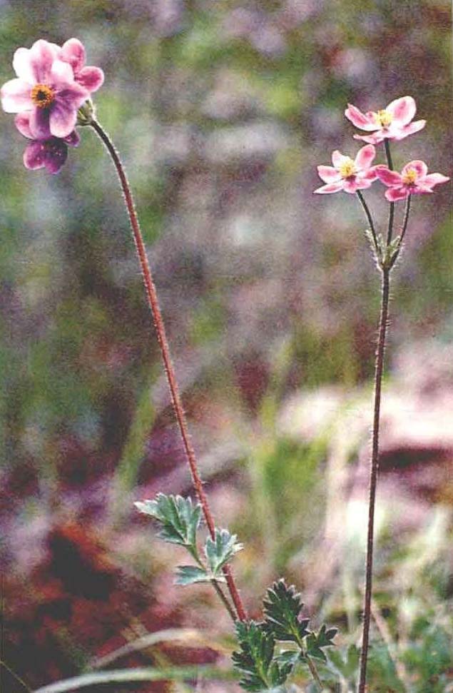 展毛银莲花