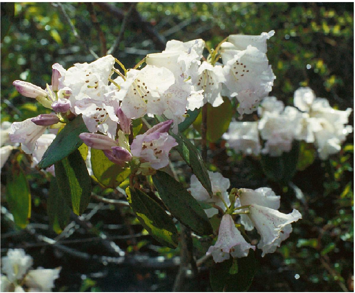 钟花杜鹃