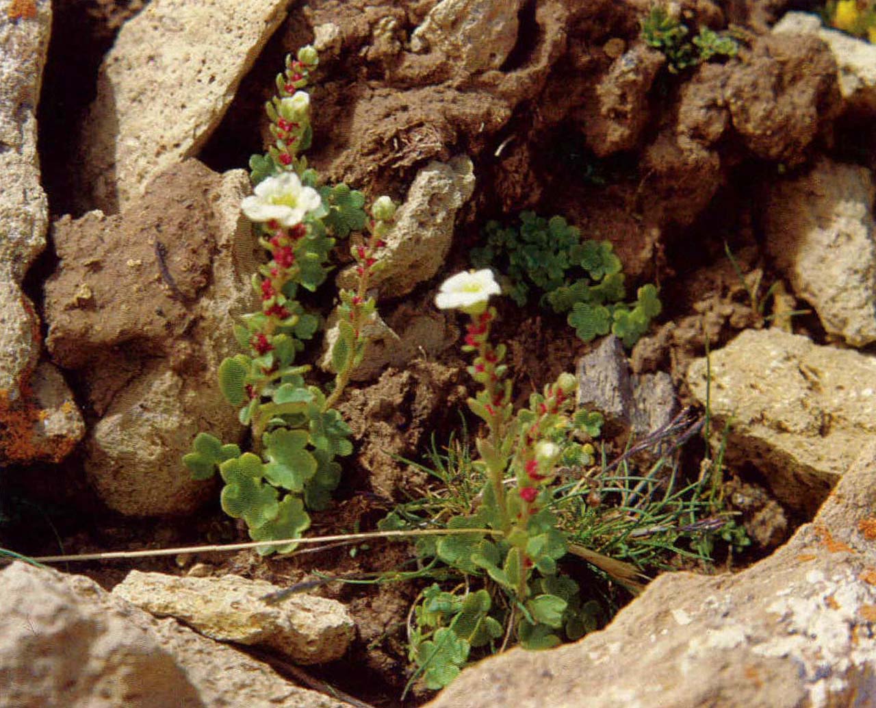 零余虎耳草