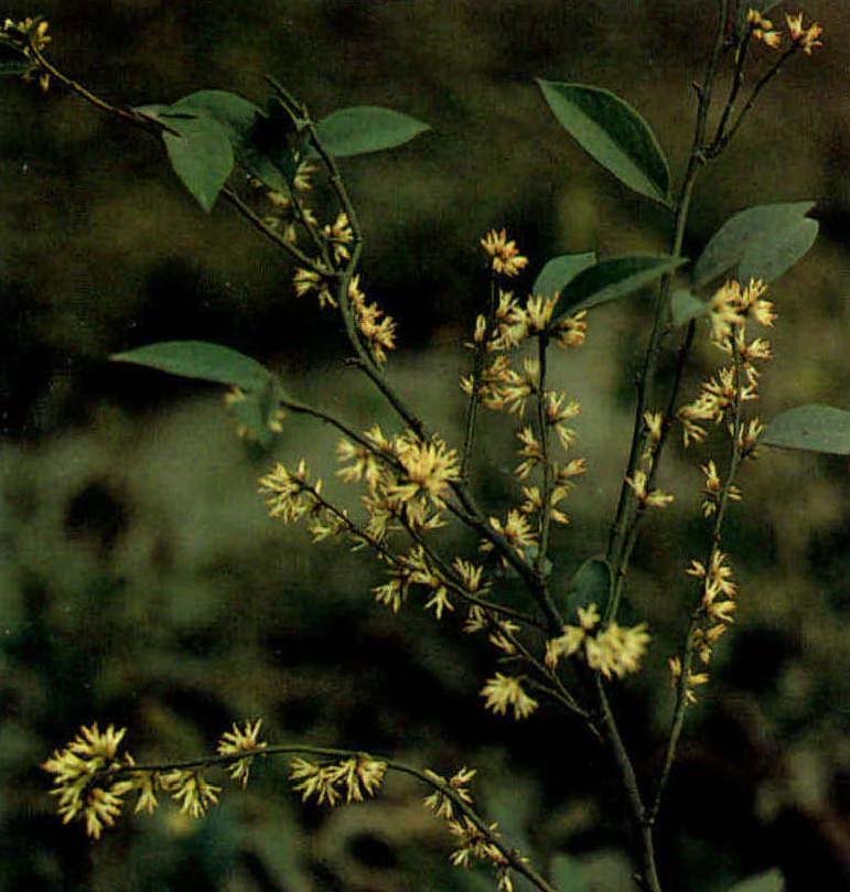 野扇花